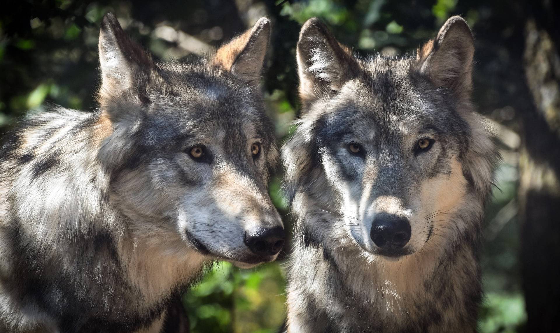 Wölfe - Wolfgruppe