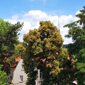 Ferienwohnung "Elbhangblick" - Wolfgruppe